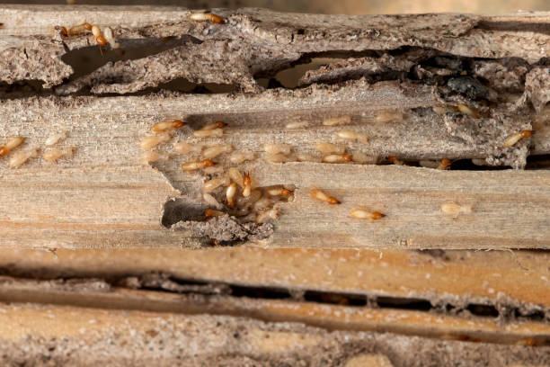 Best Best Pest Control Companies  in Mattawan, MI