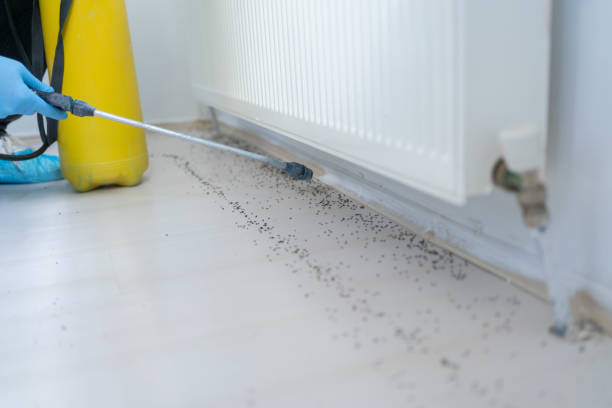 Trusted Mattawan, MI Pest Control Experts